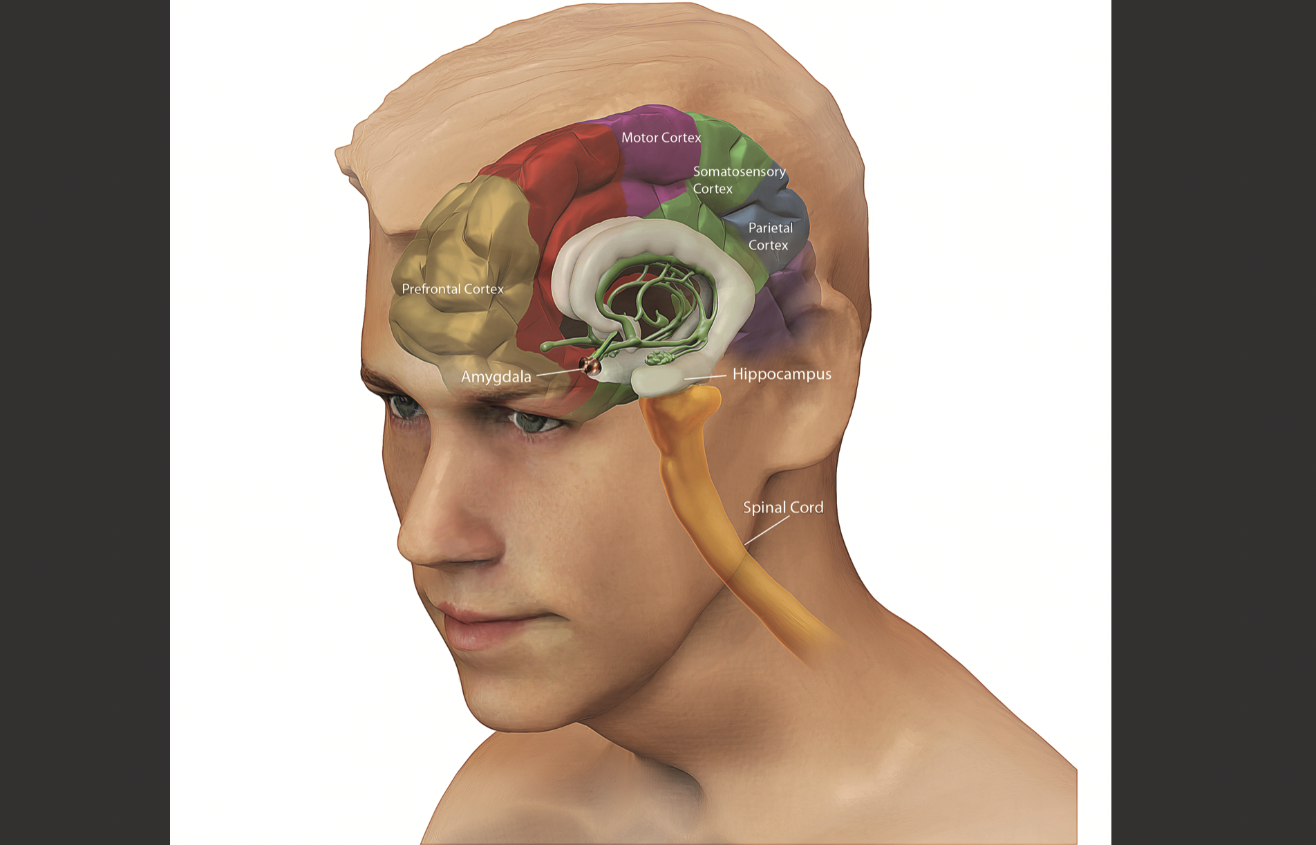 Spinal surgeon Dr Kenneth K. Hansraj identifies “Human Software” as key to wellbeing