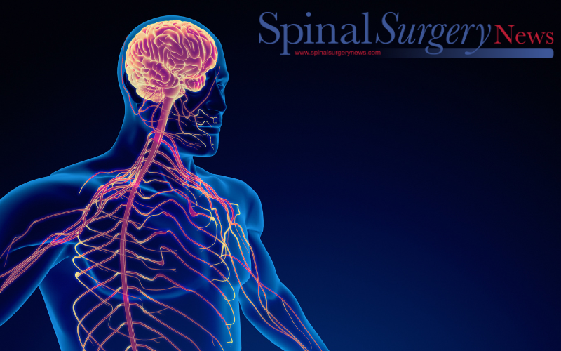 How the nervous system activates repair after spinal cord injury